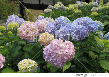 茂林寺のあじさい（群馬県館林市） 12599269