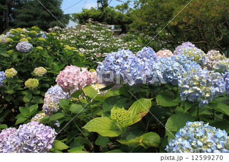 茂林寺のあじさい（群馬県館林市） 12599270
