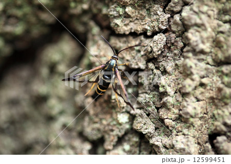 生き物 昆虫 コスカシバ サクラで産卵中でしょうか 結構な害虫で宿主の木が枯れることがあるそうですの写真素材