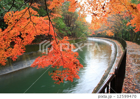 琵琶湖疎水の紅葉(京都市山梨区) 琵琶湖疎水の紅葉(京都市山梨区) 12599470