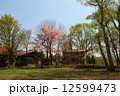 廃墟の中でも満開桜 12599473