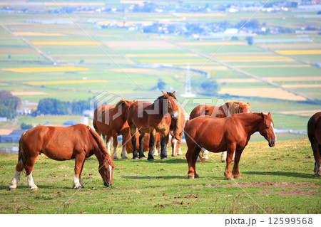 阿蘇牧場 阿蘇牧場 12599568