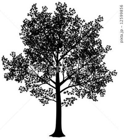 Maple silhouette 12599856