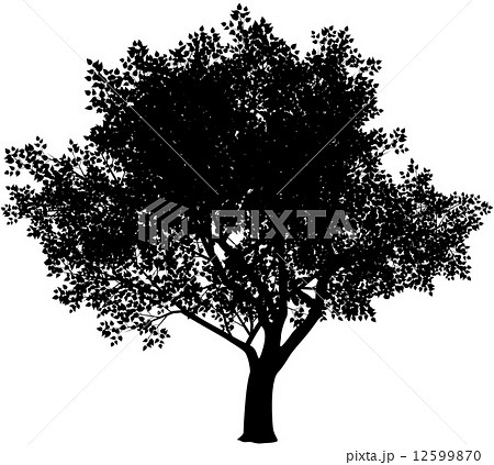 Tree silhouette 12599870