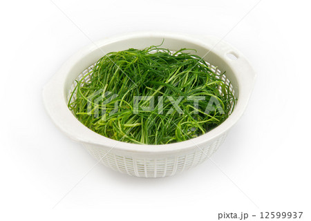 おかひじき 12599937