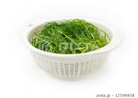 おかひじき 12599938