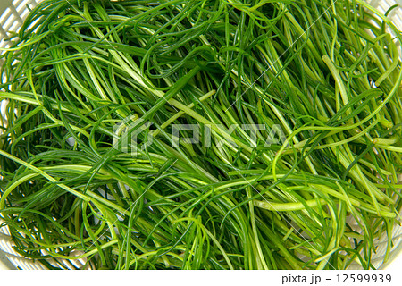 おかひじき 12599939