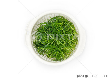 おかひじき 12599941