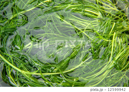 おかひじき 12599942