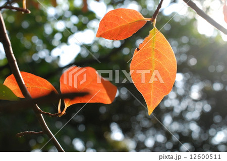 赤らんで秋到来 12600511