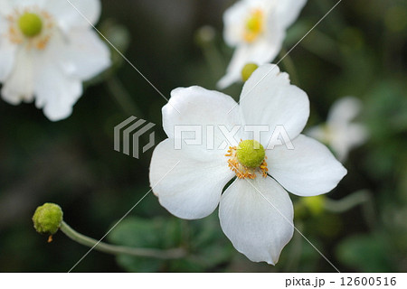 シュウメイギク シュウメイギク 12600516