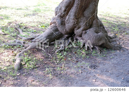 木の根 12600646