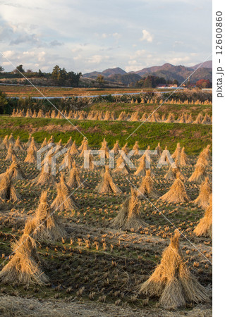 稲わらの残る田１ 12600860
