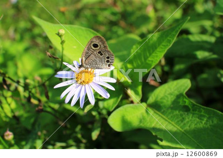 ヒメウラナミジャノメ 12600869