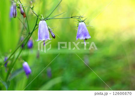 ツリガネニンジン ツリガネニンジン 12600870