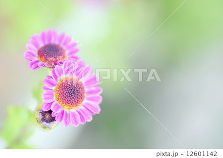 小菊 小菊 12601142