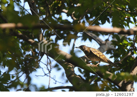 生き物 鳥類 トラツグミ、秋の渡りの時期、公園のシロダモの茂みで一休み② 生き物 鳥類 トラツグミ、秋の渡りの時期、公園のシロダモの茂みで一休み② 12601297