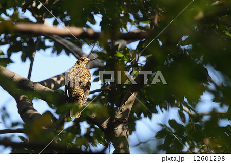 生き物　鳥類　トラツグミ、秋の渡りの時期、公園のシロダモの茂みで一休み① 12601298