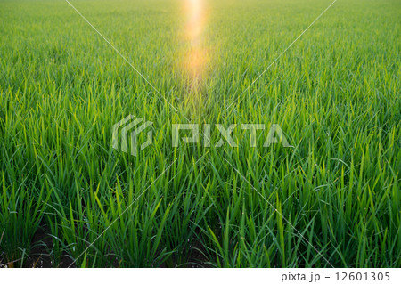 輝く水田 輝く水田 12601305