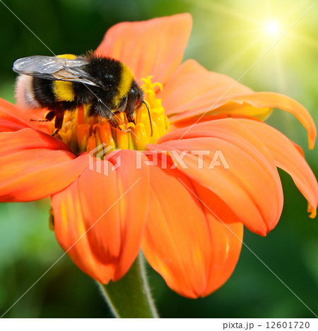 Bumble bee pollinating a flower 12601720