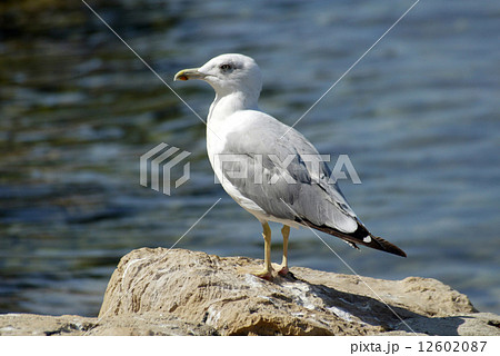 Seagull Seagull 12602087