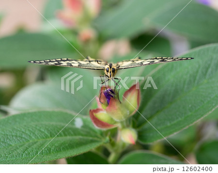 黄揚羽を正面から 黄揚羽を正面から 12602400