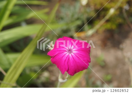 フランネルソウ 12602652