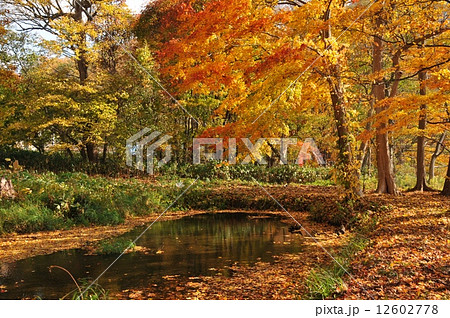 紅葉 12602778