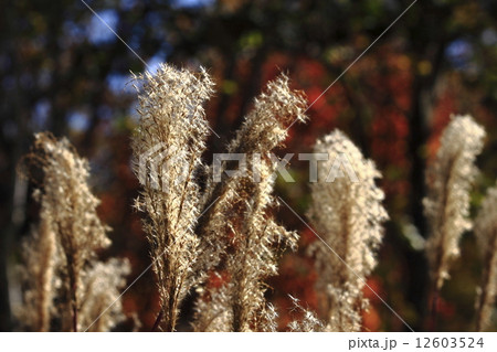 秋の情景 12603524