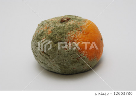 カビの生えたミカン カビの生えたミカン 12603730