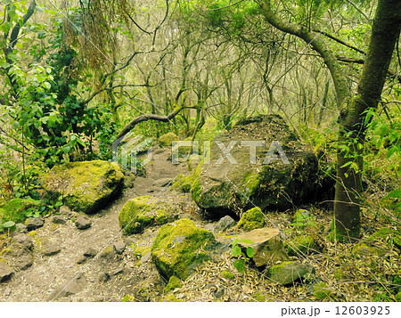 Los Tilos Forest, La Palma Los Tilos Forest, La Palma 12603925
