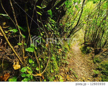 Los Tilos Forest, La Palma 12603930