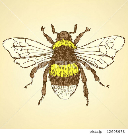 Sketch bumble bee in vintage style Sketch bumble bee in vintage style 12603978
