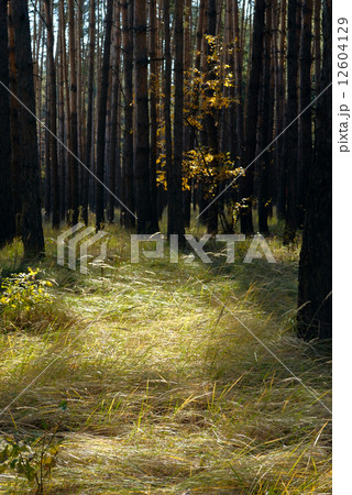 forest 12604129