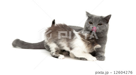 kitten plays with an adult cat. Isolated on white background. kitten plays with an adult cat. Isolated on white background. 12604276