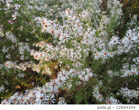 クジャクソウ 12604304