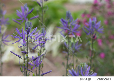 カマッシア・ライヒトリニーの花 12605984