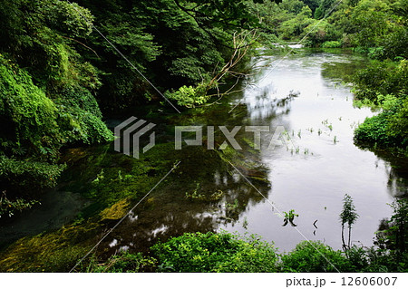 静岡県　駿東郡清水町　柿田川湧水群　第一展望台・水源　名水百選 12606007