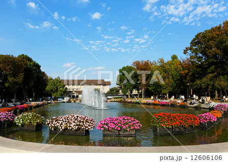 上野公園の大噴水と周囲のカラフルな日日草の花壇 12606106