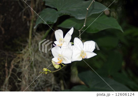 洋蘭の交配種・なごり雪 12606124