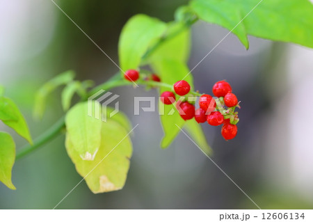 ジュズサンゴ 12606134