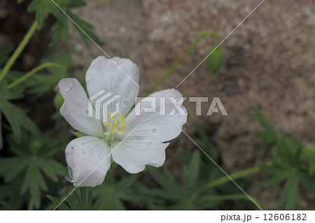 ゲラニウム・サンギネウム白花と雨雫 12606182