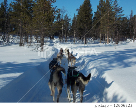犬ぞり 犬ぞり 12606222