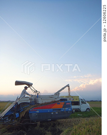 秋の夕暮れ１～新米の収穫～　（同じ構図で日中のものもあり。N.12465394~5） 12606225