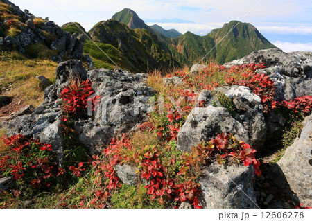 八ヶ岳 横岳のウラシマツツジの紅葉と赤岳 阿弥陀岳の写真素材