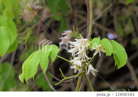 ムベの花 12606583