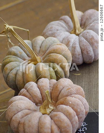 二ホンカボチャ 二ホンカボチャ 12606667