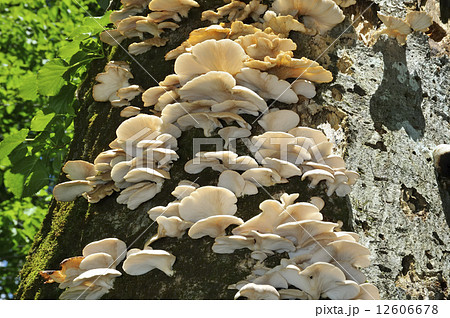 ウスヒラタケ 12606678