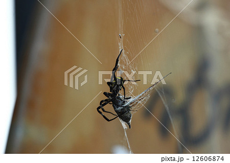 クモ 12606874
