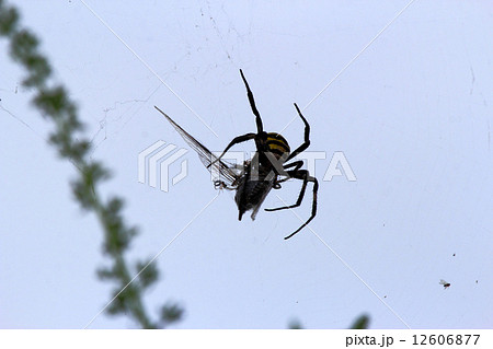 クモ クモ 12606877